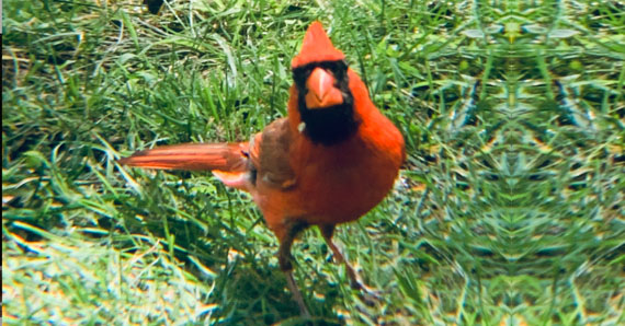 cardinal